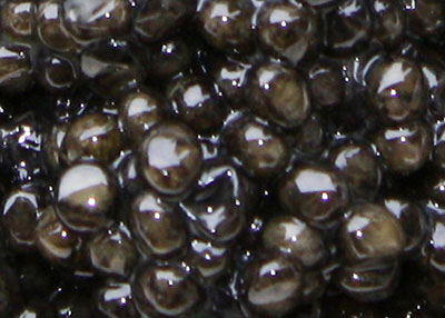 Beluga Stör Caviar Beluga Stör Caviar