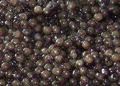 Osietra Stör Caviar Osietra Stör Caviar