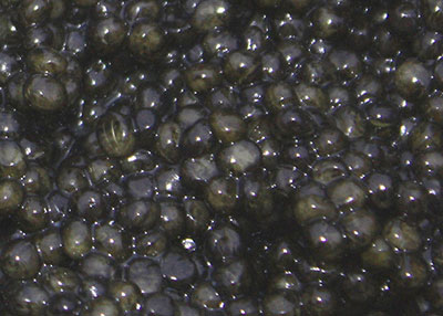 Sibirischer Stör Caviar Sibirischer Stör Caviar